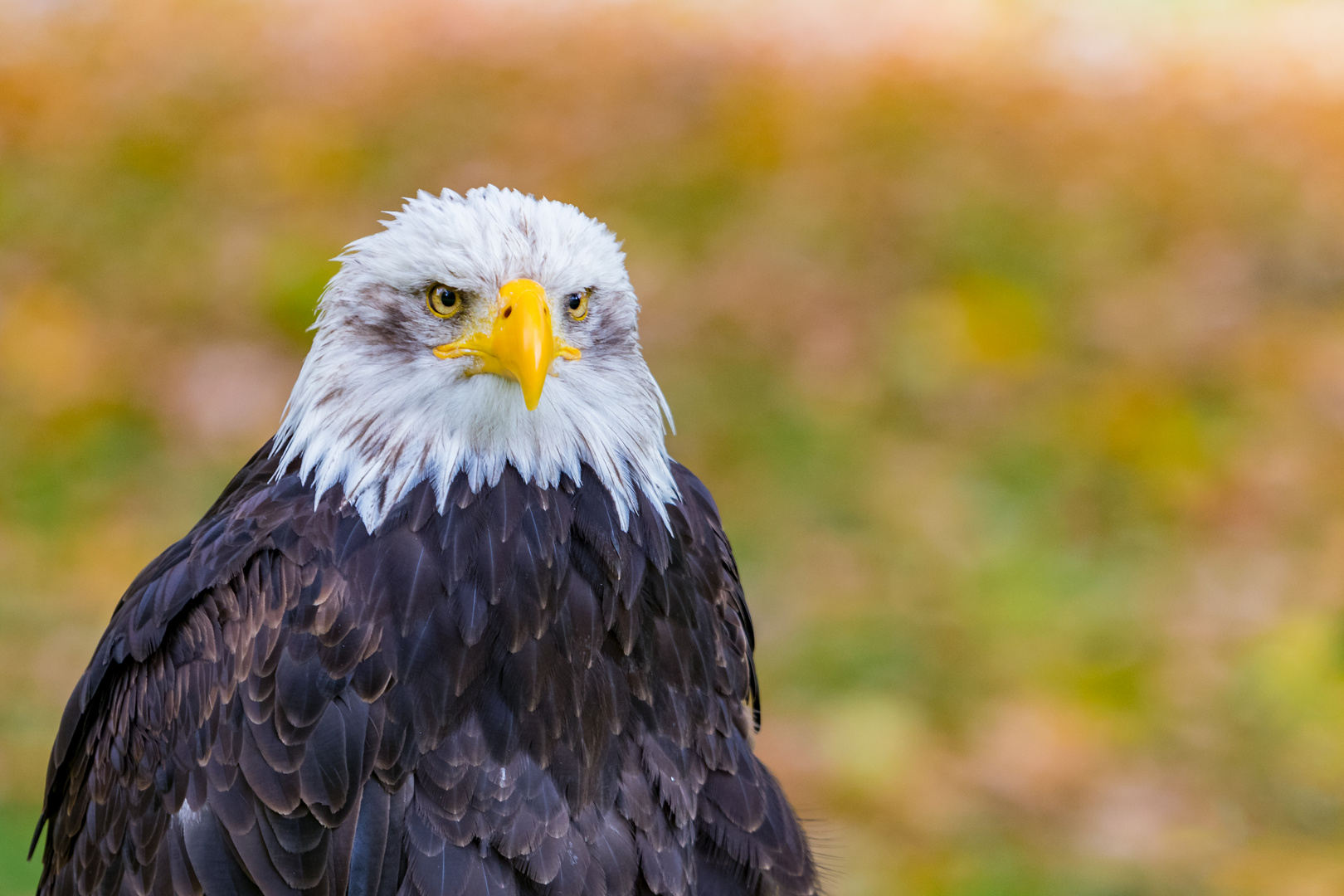 Weißkopfseeadler