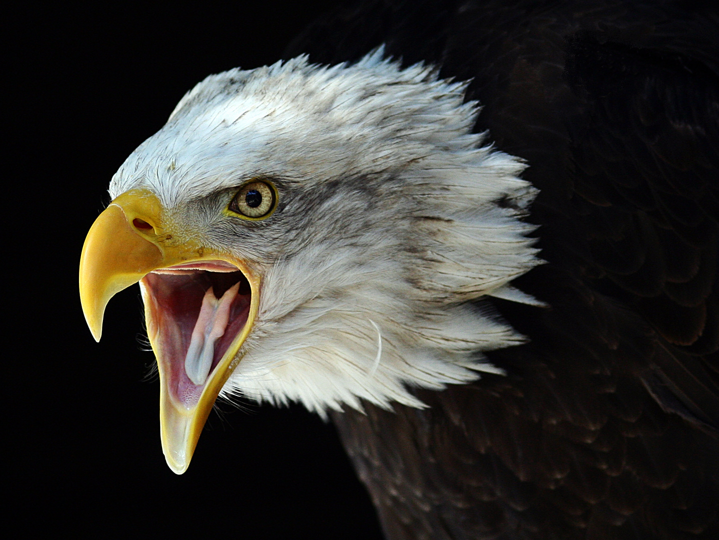 Weißkopfseeadler