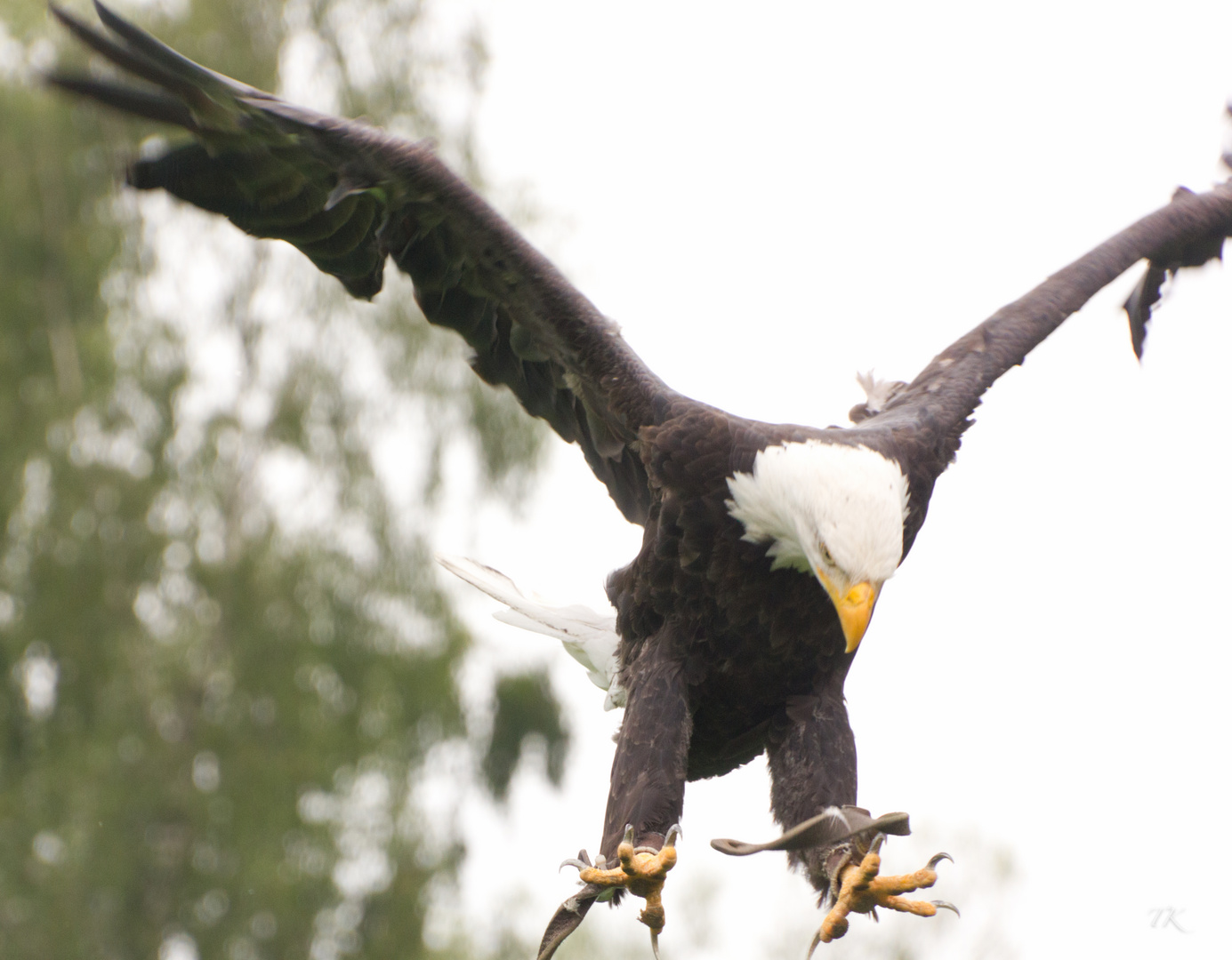 Weisskopfseeadler