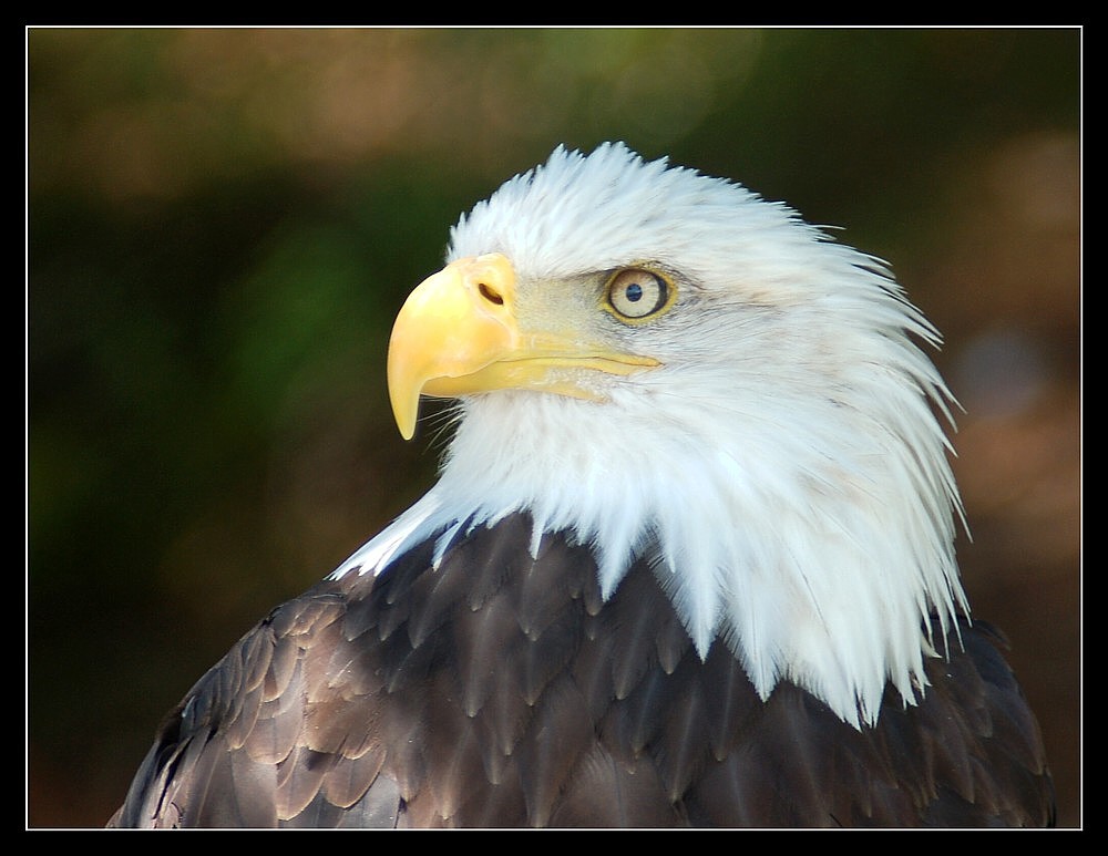 Weißkopfseeadler