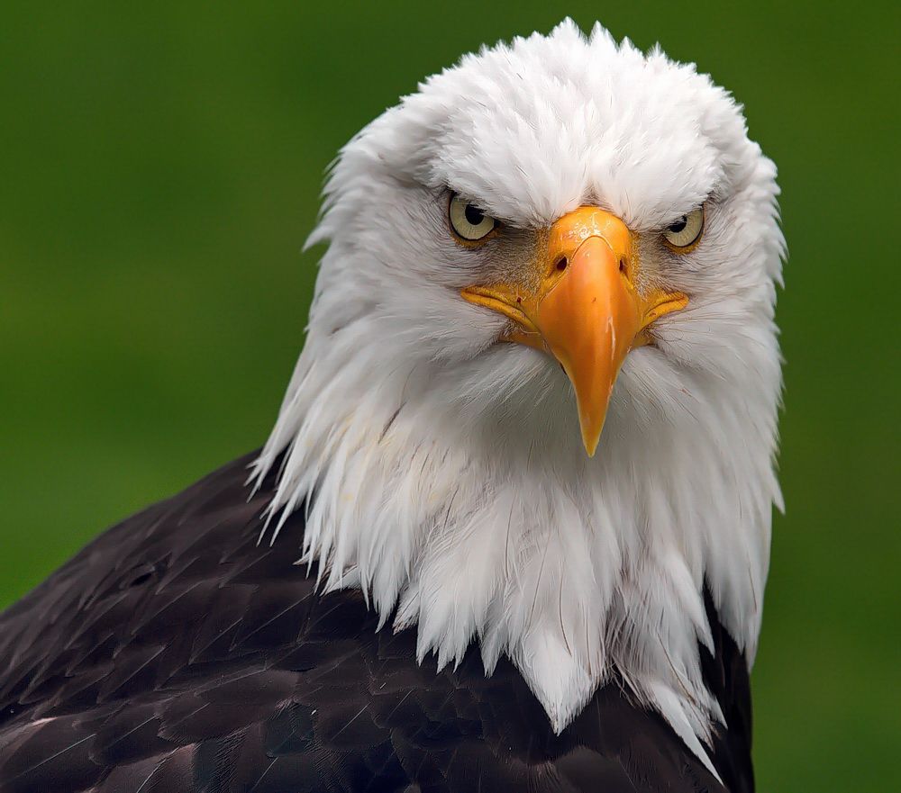 Weißkopfseeadler