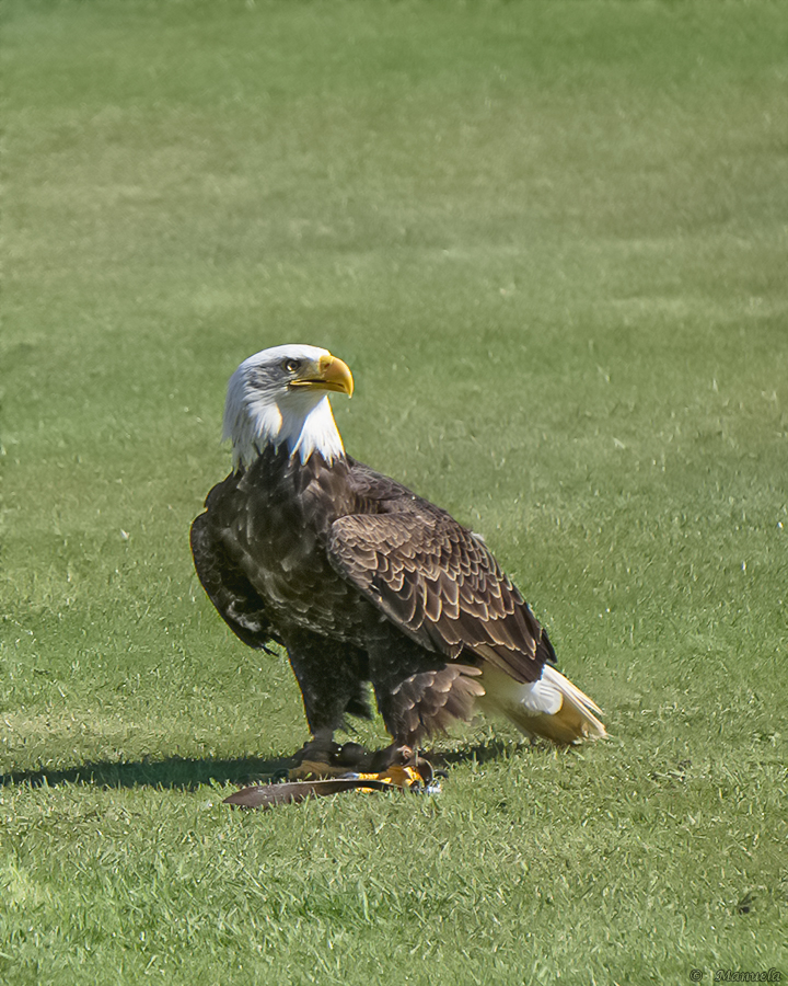 Weißkopfseeadler