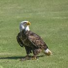 Weißkopfseeadler