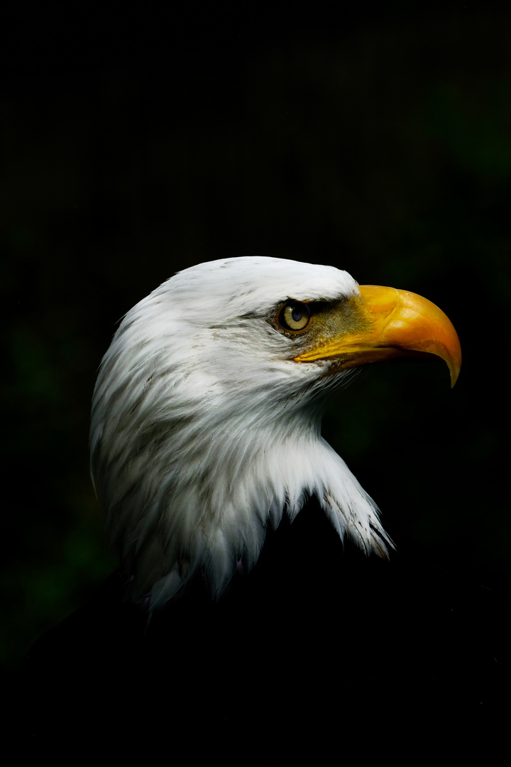 Weißkopfseeadler 