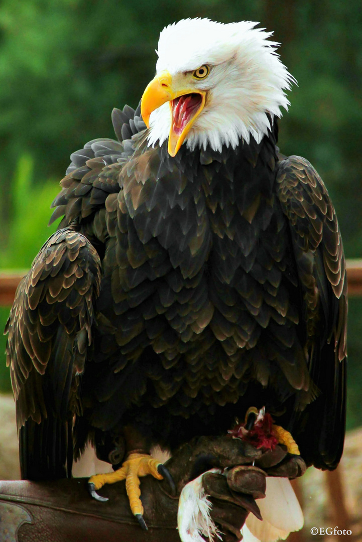 »Weißkopfseeadler«