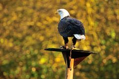 Weißkopfseeadler