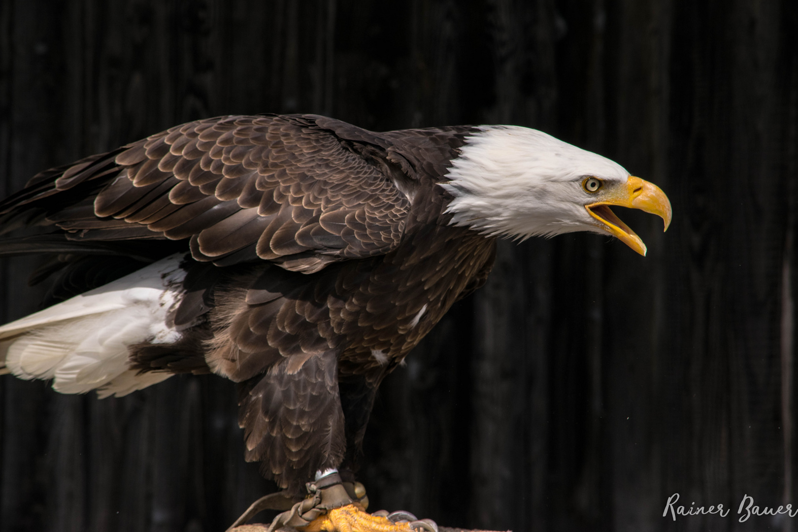 Weißkopfseeadler