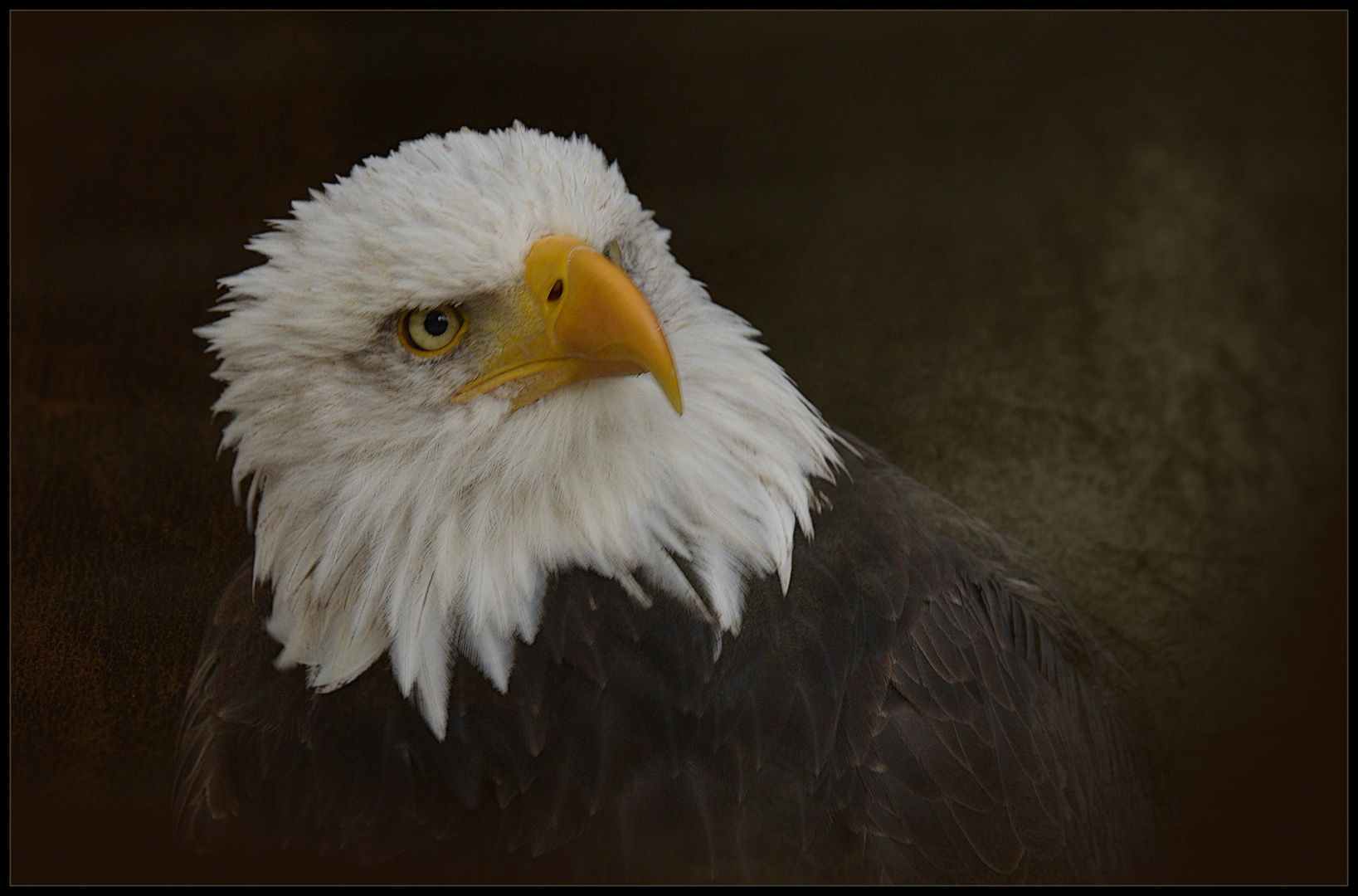 _ WeißkopfSeeadler _