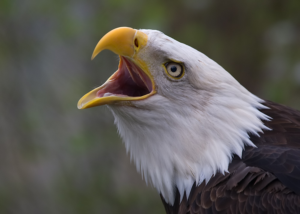 Weißkopfseeadler