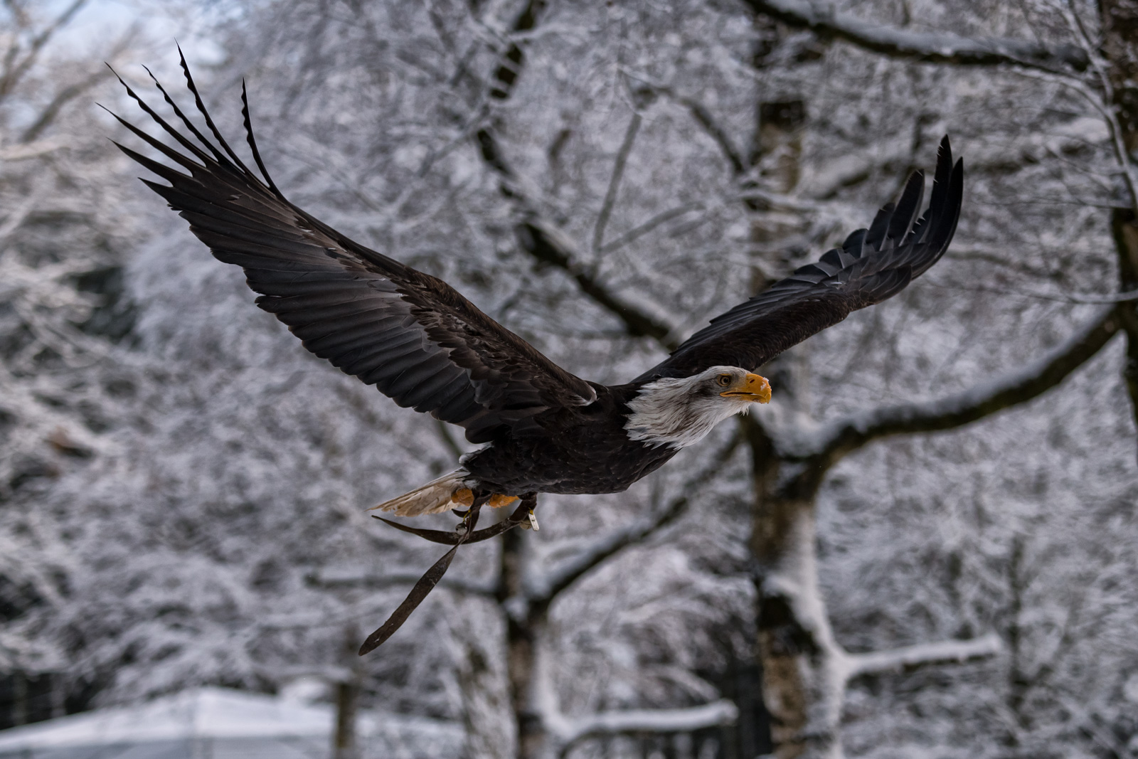 Weißkopfseeadler