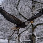 Weißkopfseeadler