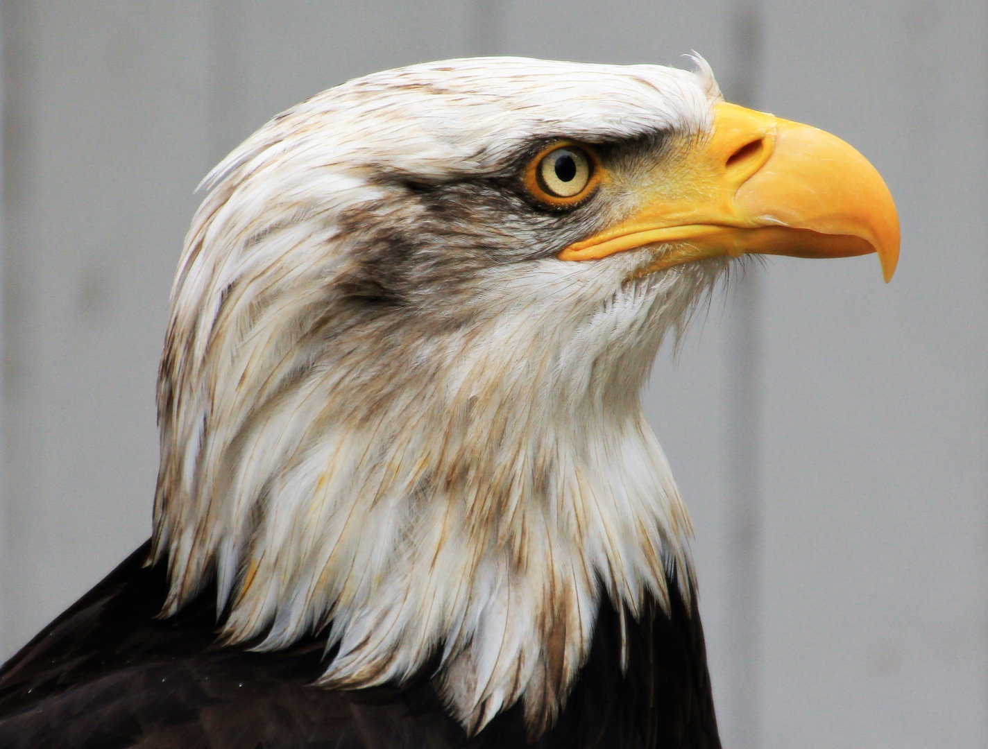 Weißkopfseeadler