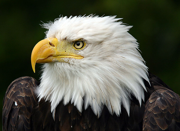 Weißkopfseeadler