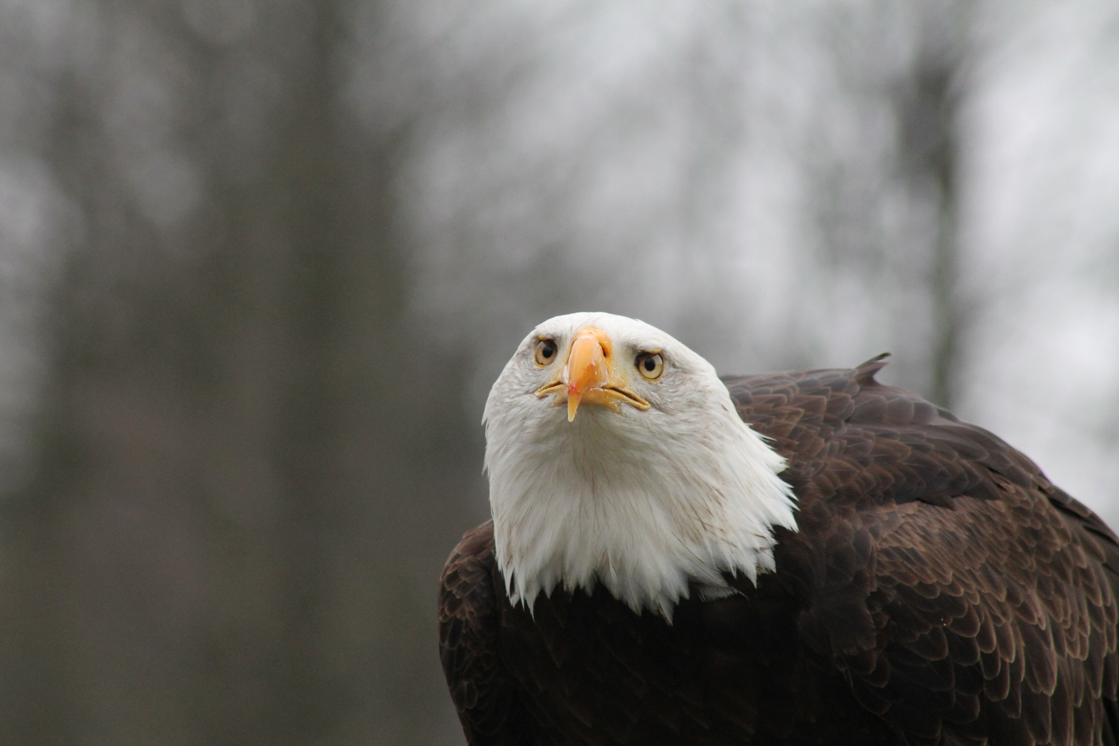 Weißkopfseeadler