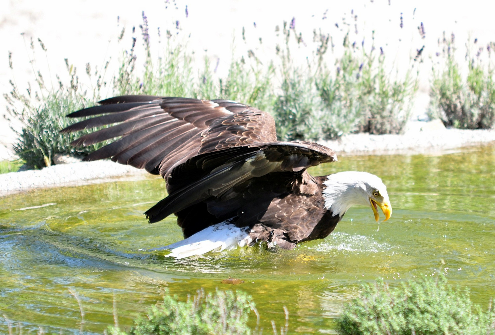 Weisskopfseeadler