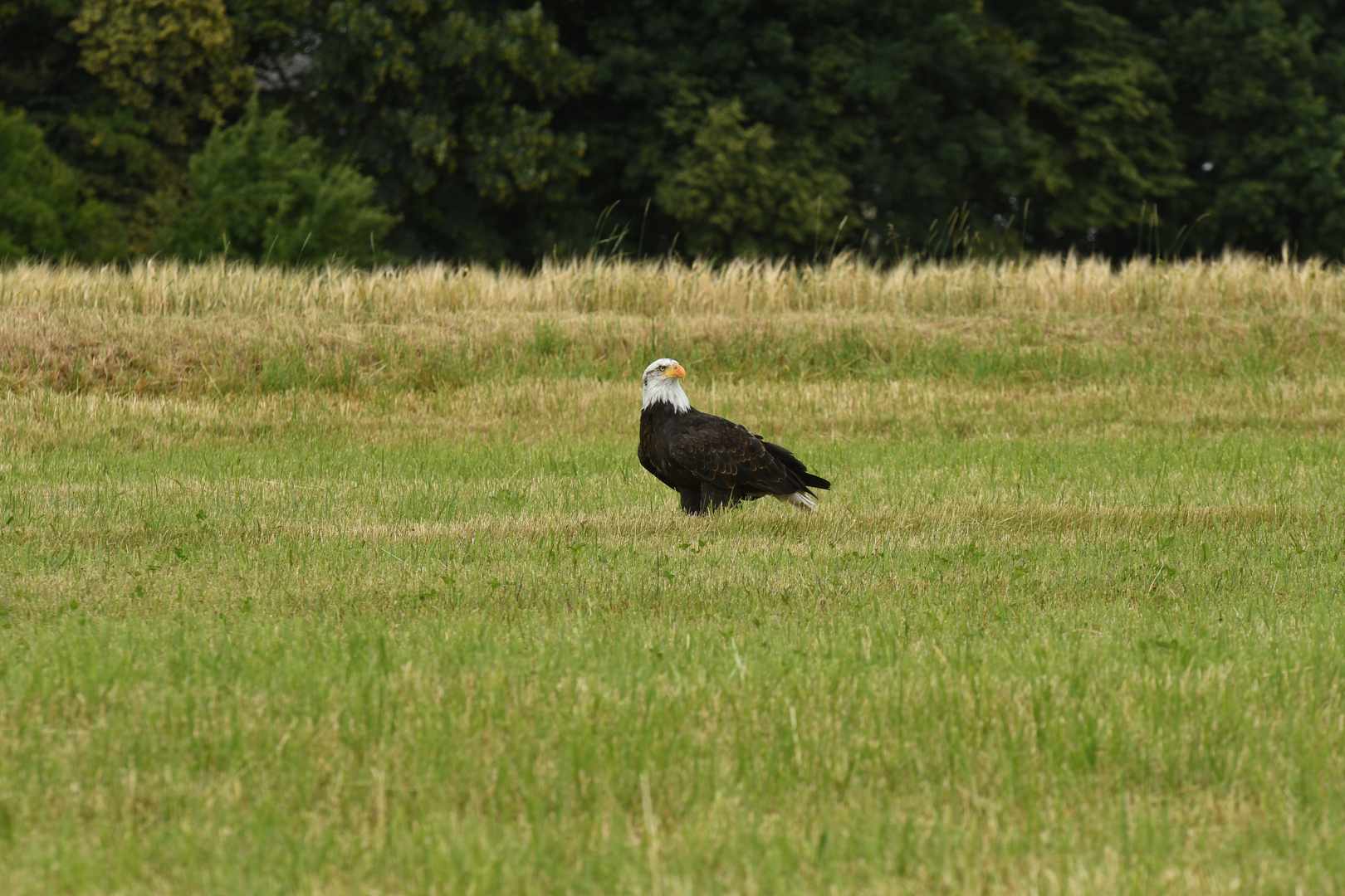 Weißkopfseeadler