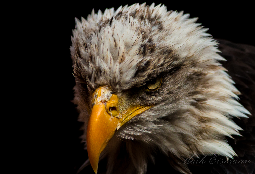  Weißkopfseeadler 