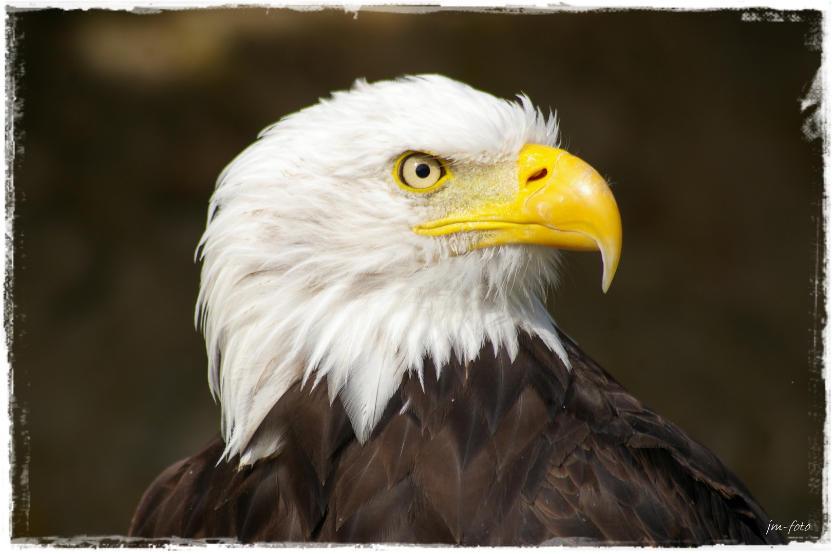 Weißkopfseeadler