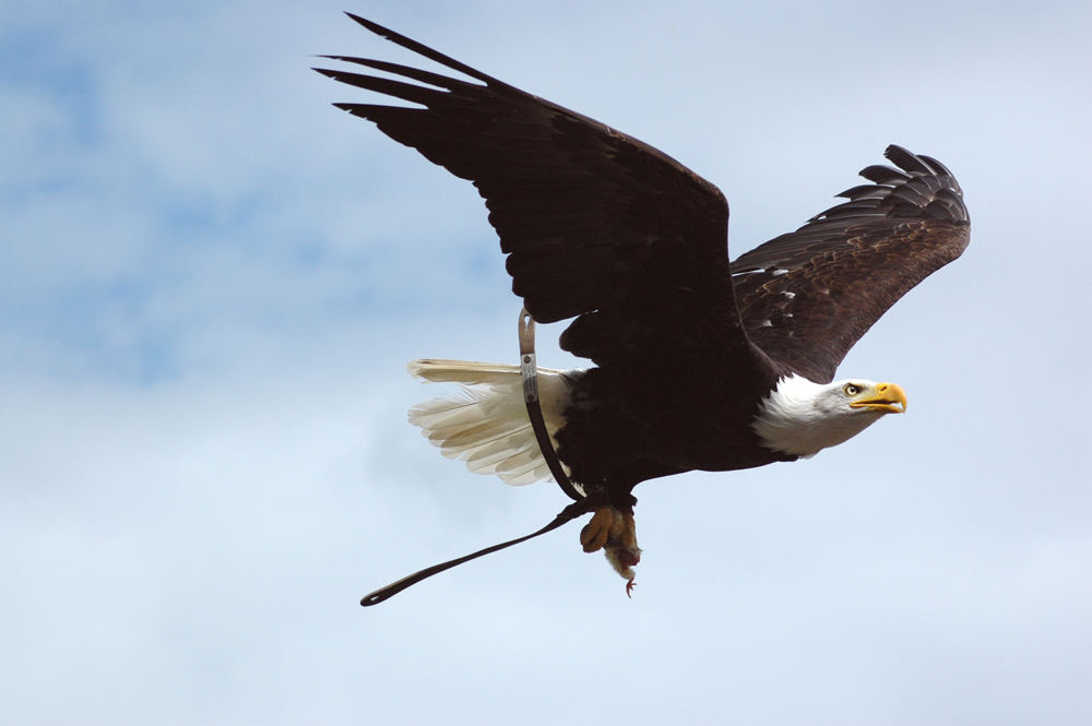 Weisskopfseeadler