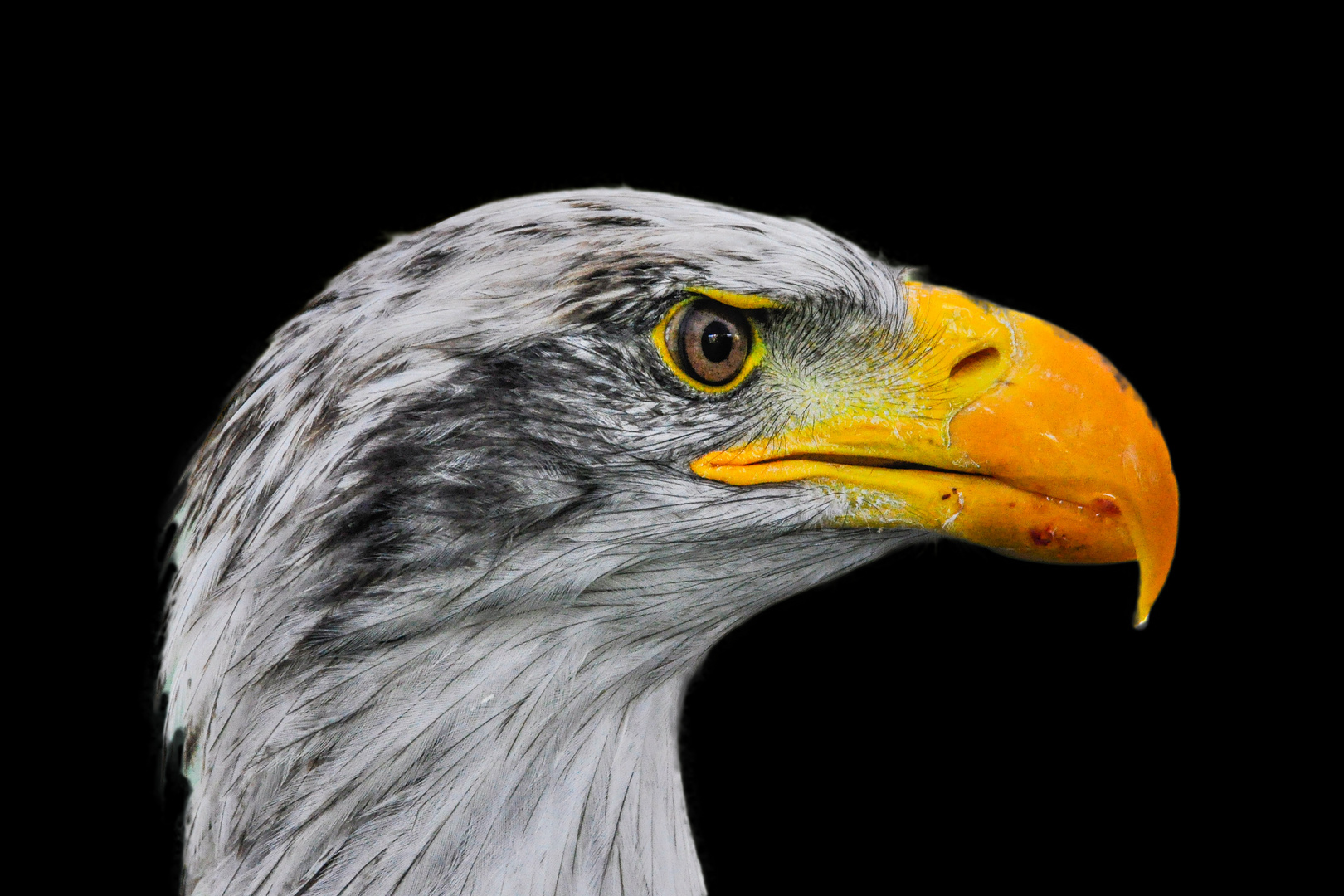 Weißkopfseeadler