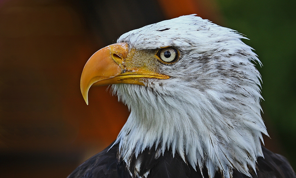 Weisskopfseeadler