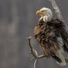 Weißkopfseeadler