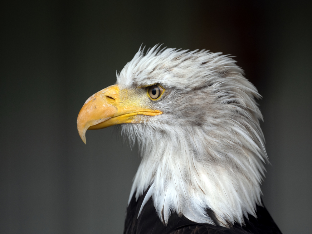 Weißkopfseeadler