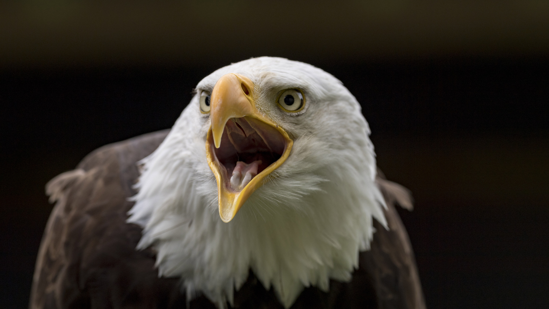 Weißkopfseeadler