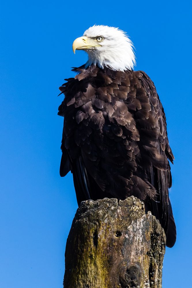 Weisskopfseeadler...