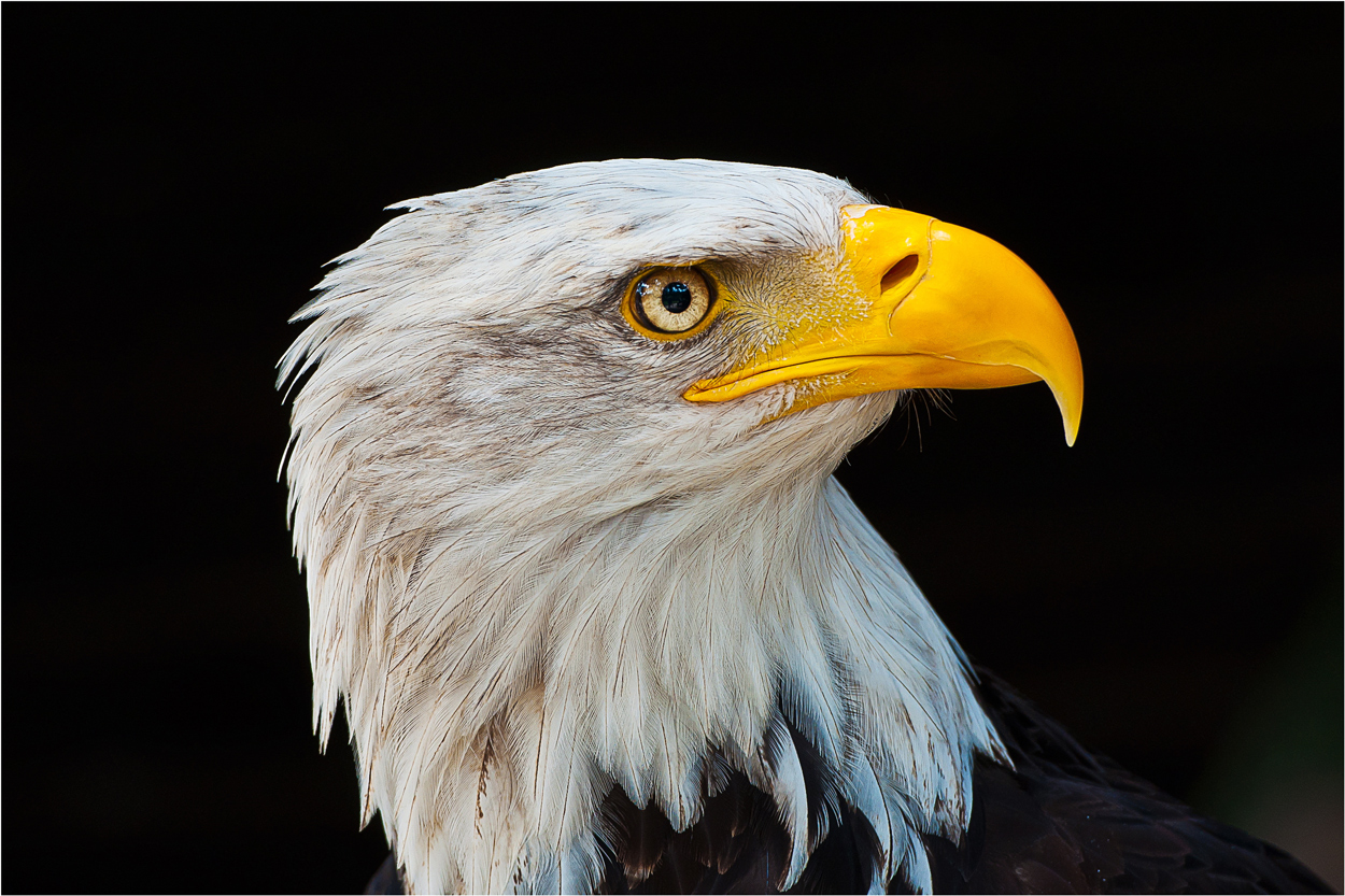 Weißkopfseeadler