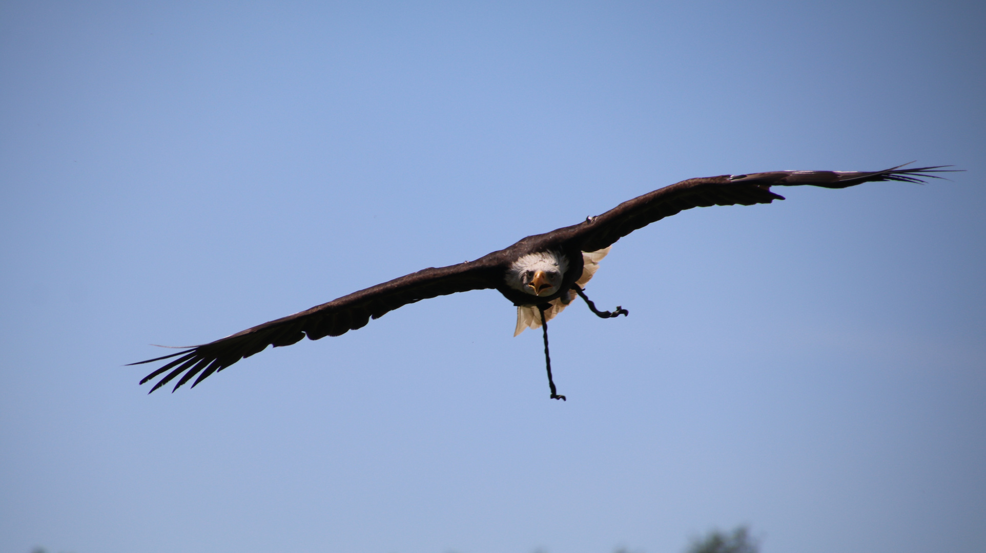 Weißkopfseeadler