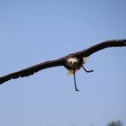 Weißkopfseeadler