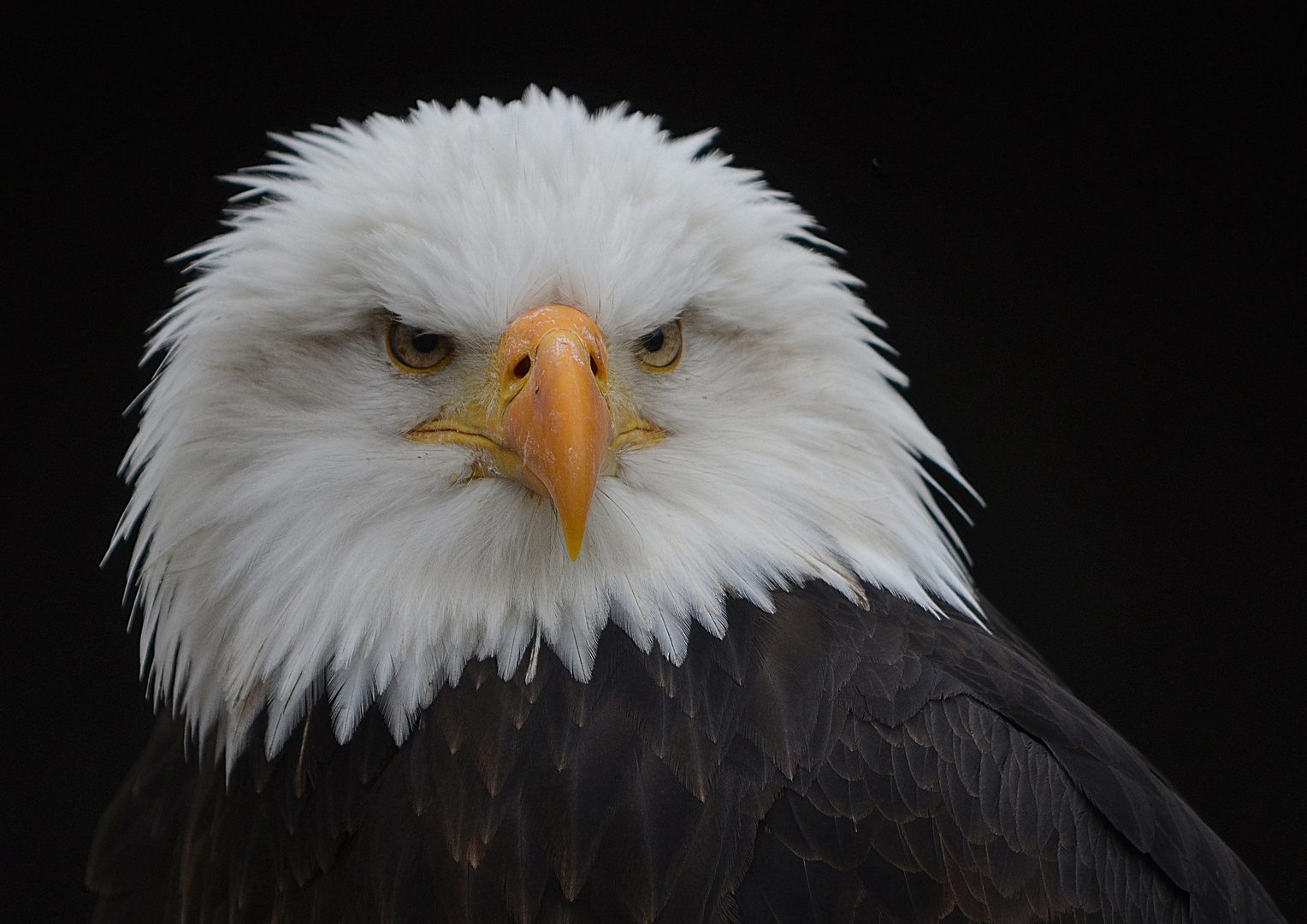 Weißkopfseeadler