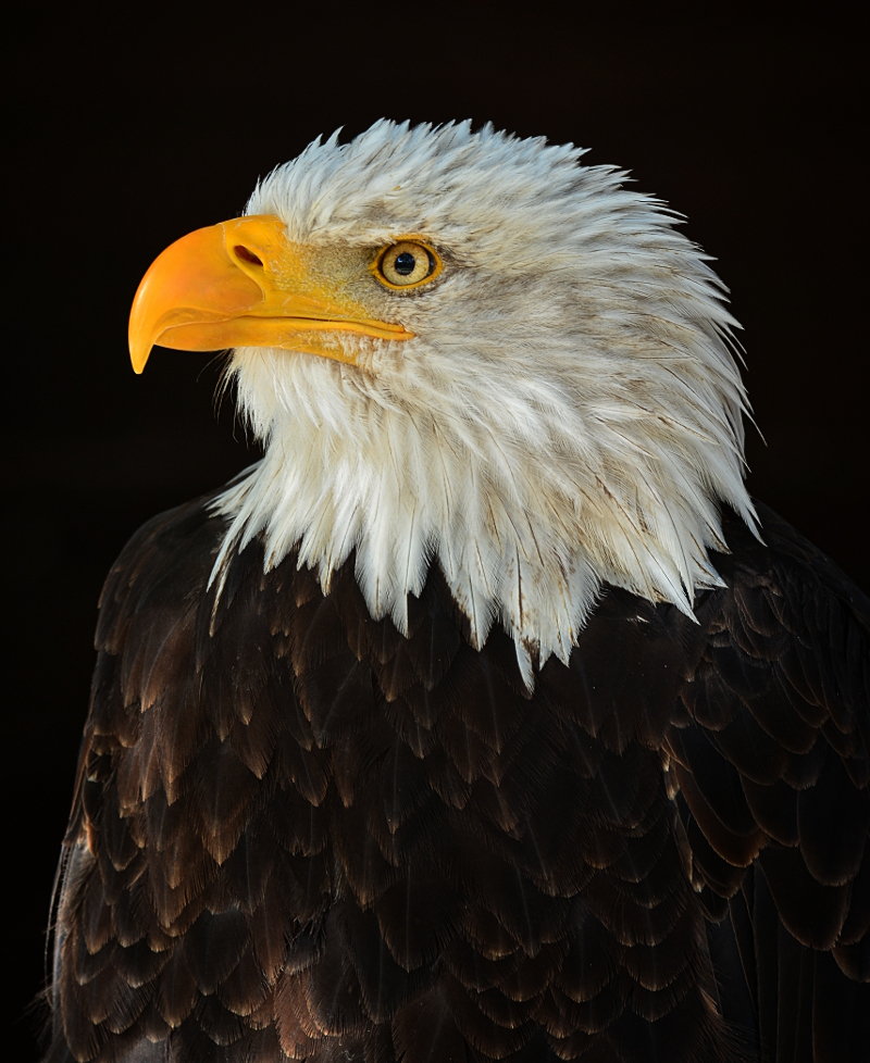 Weißkopfseeadler