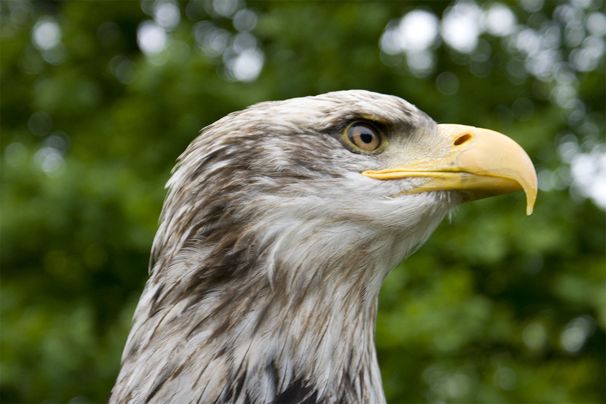 Weißkopfseeadler