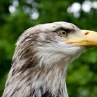 Weißkopfseeadler