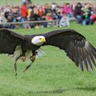 Weisskopfseeadler