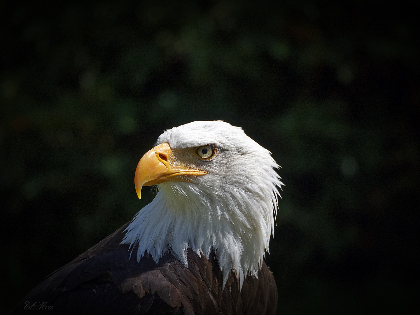 Weisskopfseeadler