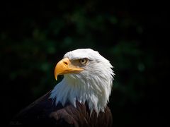 Weisskopfseeadler