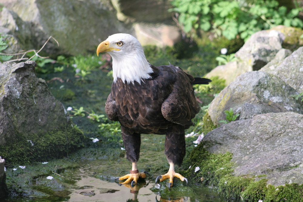 Weißkopfseeadler