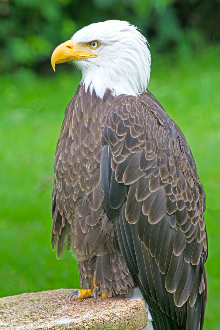 Weißkopfseeadler