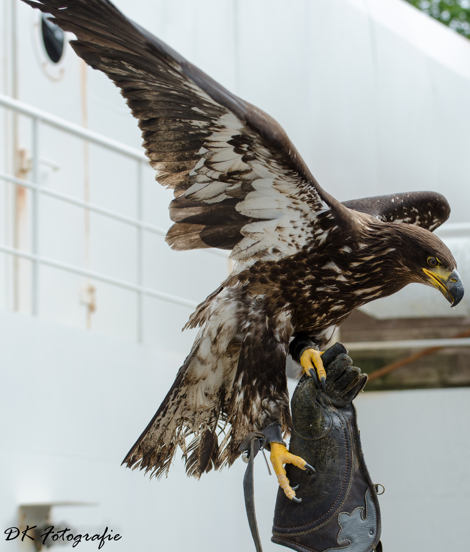 Weißkopfseeadler