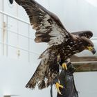 Weißkopfseeadler