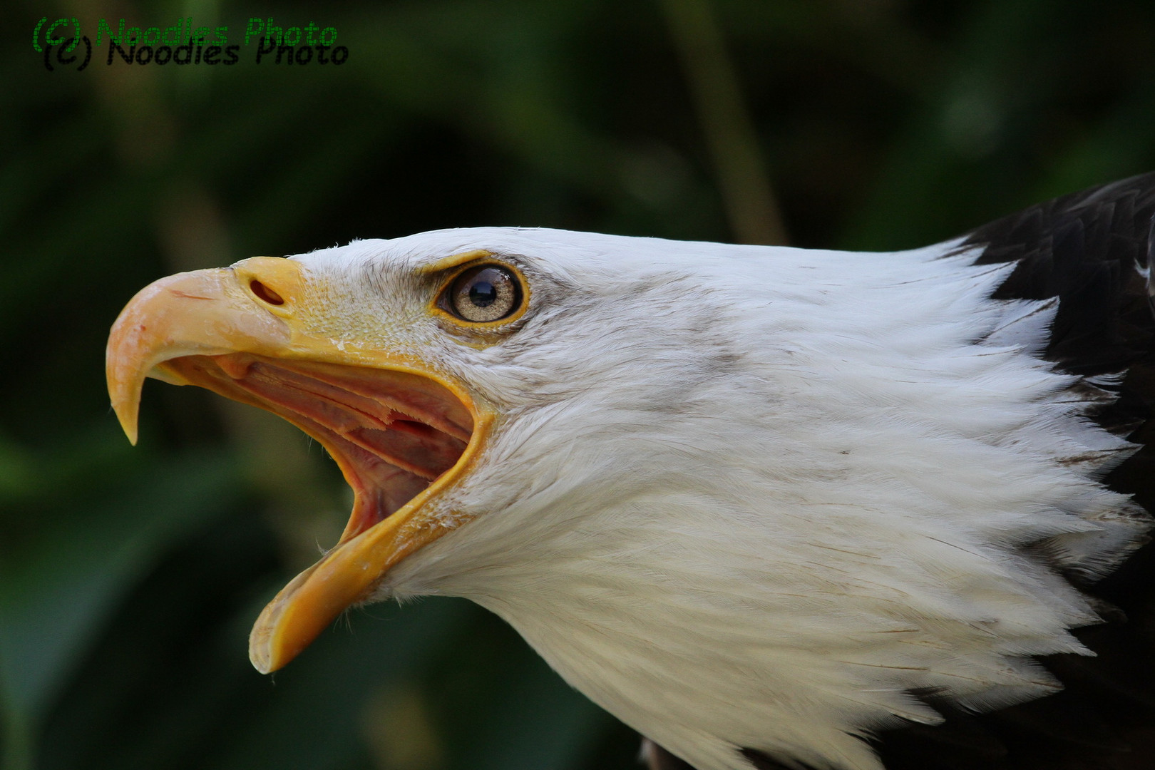 Weißkopfseeadler