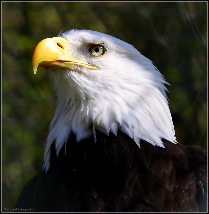 Weißkopfseeadler