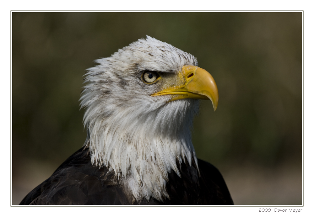 Weißkopfseeadler