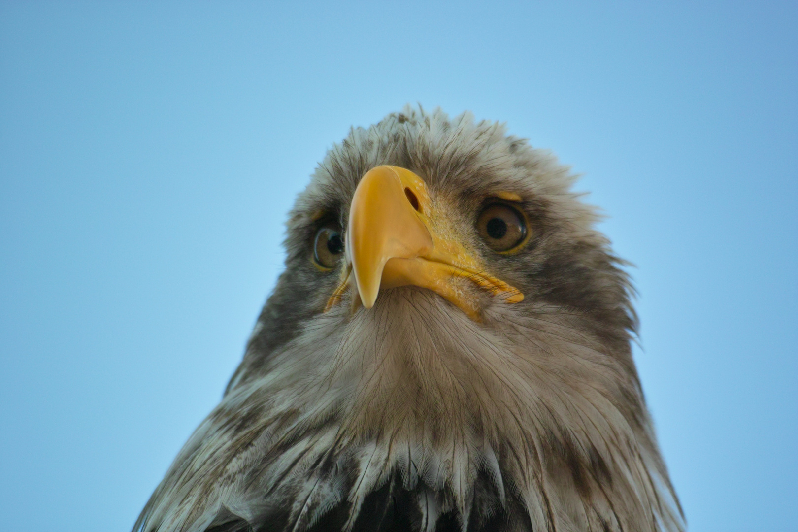 Weißkopfseeadler