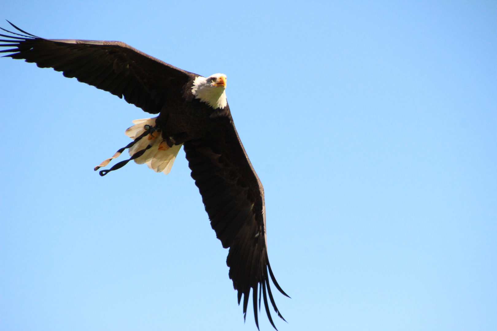 Weißkopfseeadler