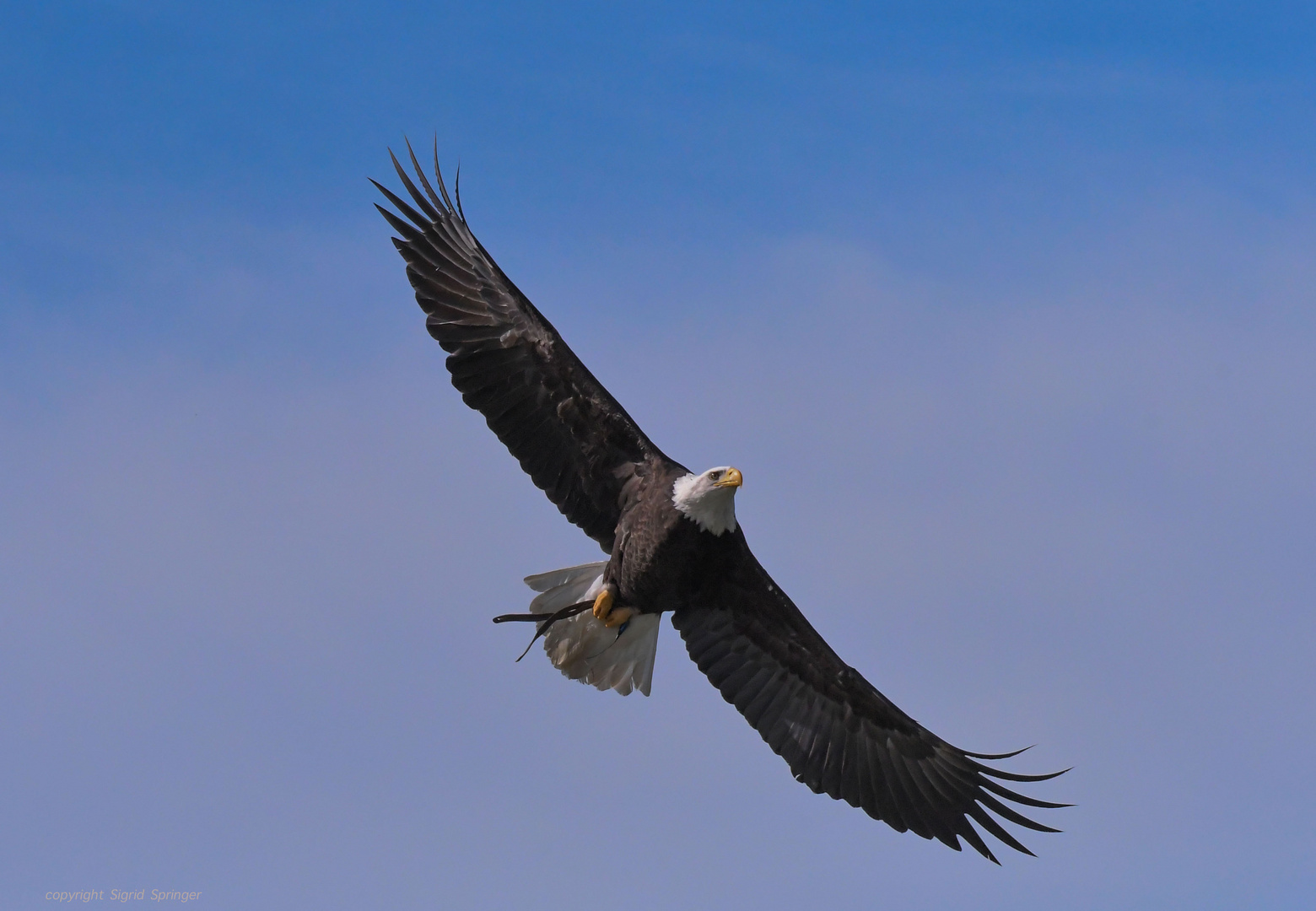 Weisskopfseeadler