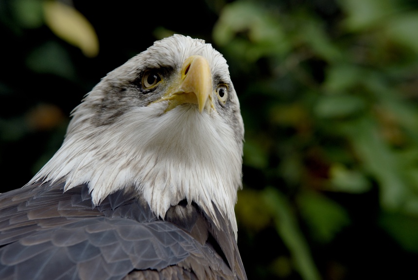 Weißkopfseeadler